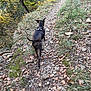 Stella participe au concours pour gagner de l'argent avec cette photo : adventure, autumn, back_view, brindle, canine, dog, forest, grass, harness, hiking, leaves, nature, outdoor, path, person, rocks, scenery, trail, trees, walking
