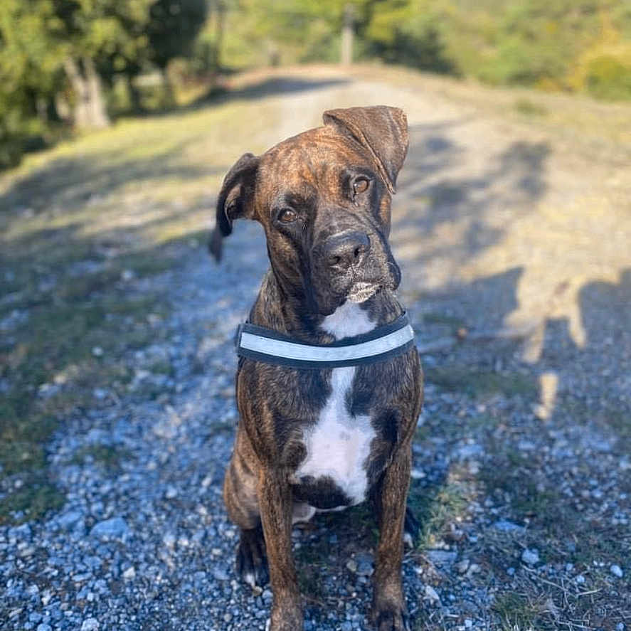 Stella a rejoint le concours — aidez-le/la à gagner de superbes lots ! alone, animal, brindle, canine, collar, curious, daylight, dog, forest, grass, gravel_path, head_tilt, mammal, nature, outdoor, pet, portrait, sitting, sunlight, trees