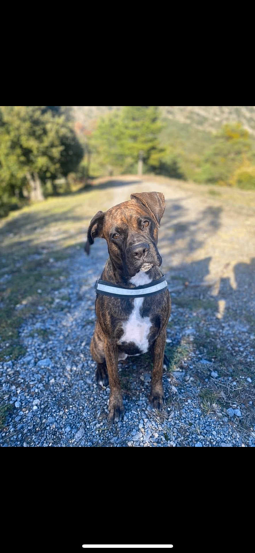 Stella