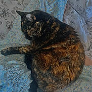 Mimi participe au concours pour gagner de l'argent avec cette photo : animal, architecture, armchair, bed, building, cat, chair, couch, cushion, furniture, homedecor, indoors, kitten, livingroom, manx, person, pet, quilt, room, sleeping