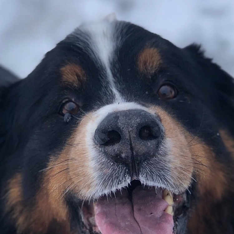 Heliot a rejoint le concours — aidez-le/la à gagner de superbes lots ! animal, appenzeller, bodypart, canine, cockerspaniel, collie, dog, face, germanshepherd, head, hound, mouth, person, pet, puppy, saintbernard, snout, teeth, terrier, tongue