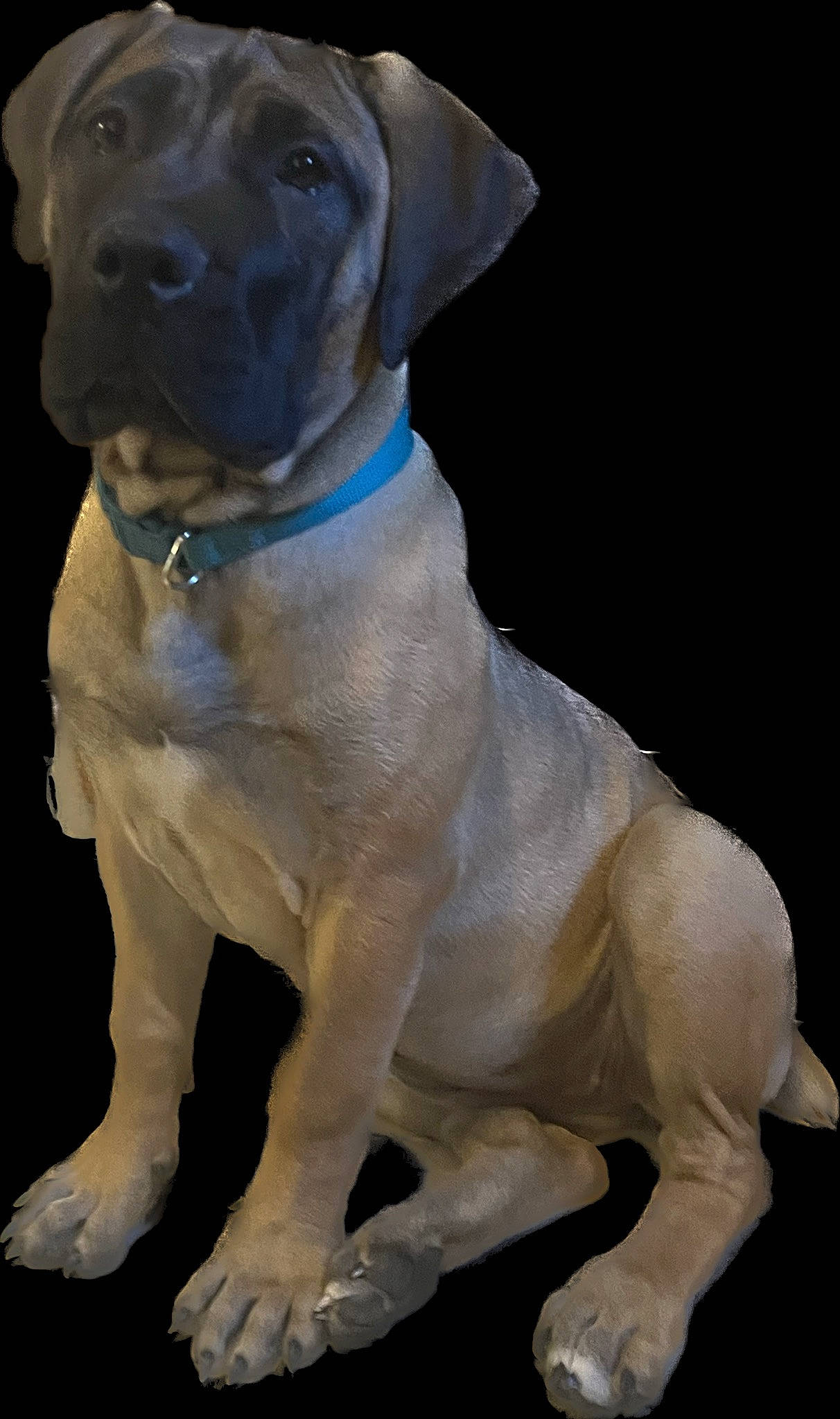 Norma Chompsky joined the competition — help win amazing prizes! ancient_dog_breeds, canidae, carnivore, collar, companion_dog, dog, dog_breed, dog_collar, fawn, giant_dog_breed, gun_dog, hunting_dog, non_sporting_group, paw, snout, sporting_group, tail, whiskers, working_animal, working_dog