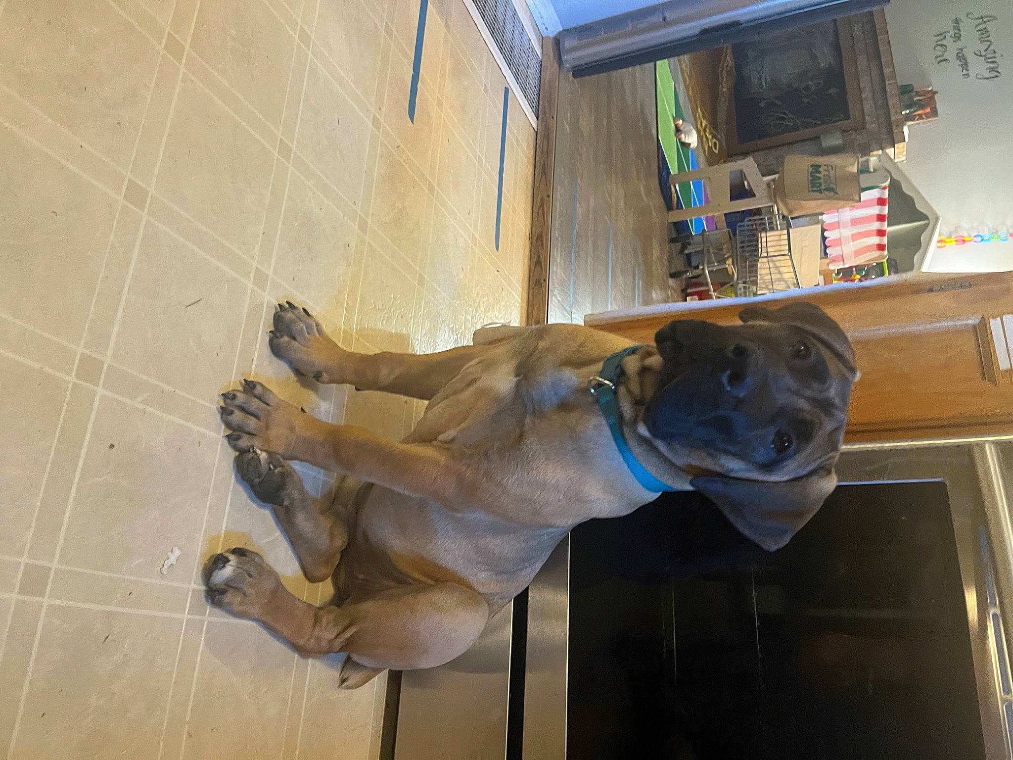 Norma Chompsky joined the competition — help win amazing prizes! art, dog, dog_breed, fawn, flooring, guard_dog, house, personal_protective_equipment, room, sculpture, snout, sporting_group, statue, tail, television, visual_arts, wood, working_animal