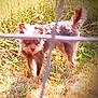 Brownie joined the competition — help win amazing prizes! dog, fence, grass, outdoor, pet, animal, sunlight, blur, wire, nature, canine, yard, small_dog, daylight, fur, standing, shadow, walking, tail, muzzle