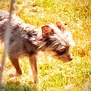Brownie joined the competition — help win amazing prizes! dog, grass, outdoor, sunlight, blur, animal, canine, scruffy, walking, nature, field, furry, pet, daytime, mammal, side_view, motion_blur, background, wildlife, brown