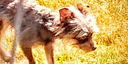 Brownie joined the competition — help win amazing prizes! dog, grass, outdoor, sunlight, blur, animal, canine, scruffy, walking, nature, field, furry, pet, daytime, mammal, side_view, motion_blur, background, wildlife, brown