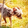 dog, grass, outdoor, sunlight, blur, animal, canine, scruffy, walking, nature, field, furry, pet, daytime, mammal, side_view, motion_blur, background, wildlife, brown