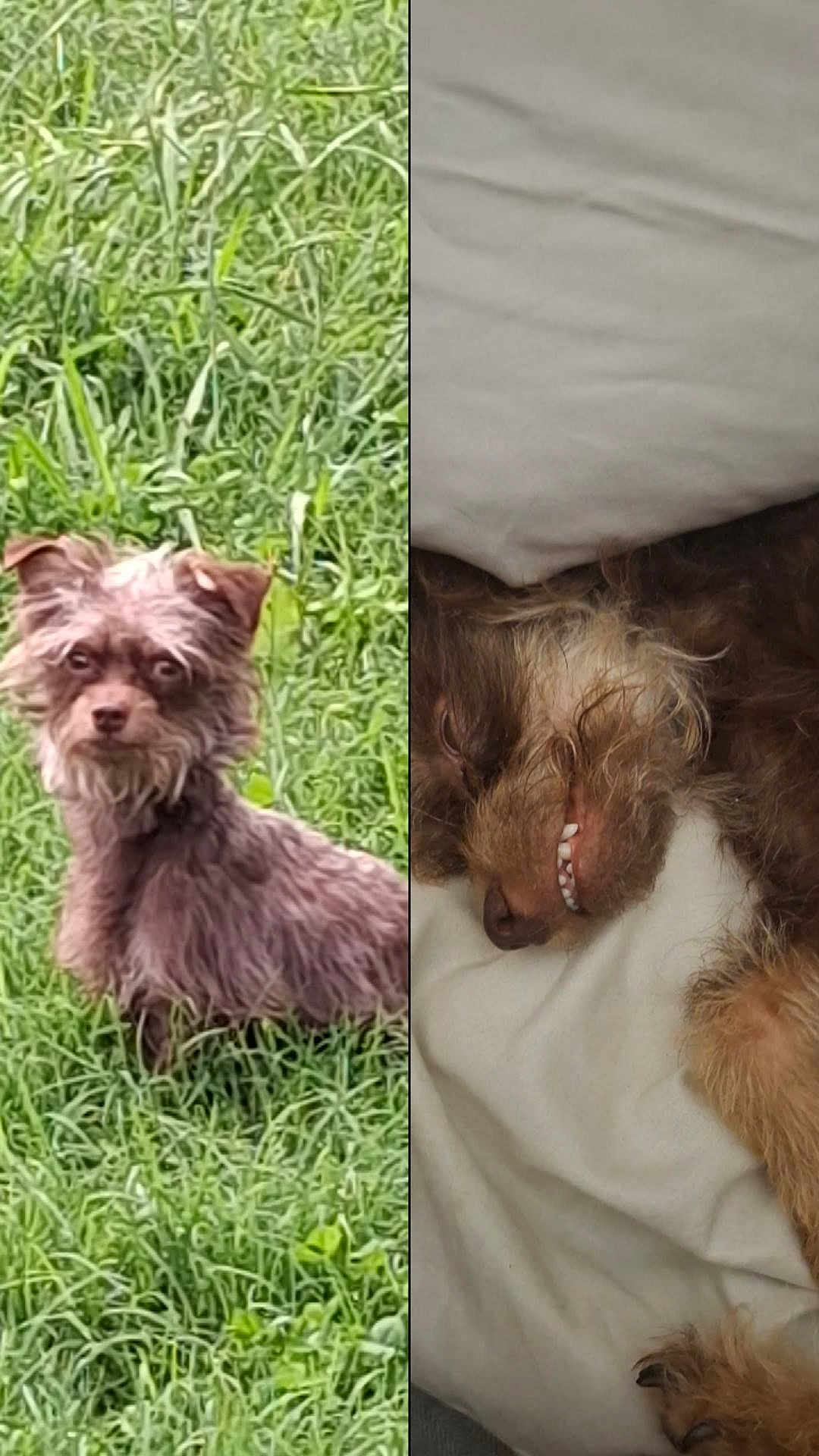 Brownie joined the competition — help win amazing prizes! dog, grass, outdoor, pet, animal, fur, cute, sleeping, bed, pillow, smile, teeth, brown_fur, scruffy, lying_down, alert, nature, domestic_animal, two_images, split_screen