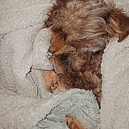 Brownie is registered to the contest to win money with this photo: animal, blanket, canine, closeup, comfort, cozy, cute, dog, fur, fur_texture, indoor, nap, paw, pet, relaxed, resting, sleeping, small_dog, snuggled, warm