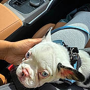 Sire joined the competition — help win amazing prizes! puppy, dog, white_fur, black_fur, blue_eyes, heterochromia, harness, car, car_interior, car_seat, seatbelt, center_console, water_bottle, hand, petting, closeup, portrait, animal, road_trip, cute