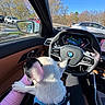 Sire joined the competition — help win amazing prizes! dog, puppy, black_and_white, harness, pet, car, interior, steering_wheel, dashboard, driver_seat, human_arm, outdoor, autumn, trees, blue_sky, parked_cars, road, side_mirror, vehicle, cute