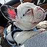Sire joined the competition — help win amazing prizes! dog, puppy, white_dog, black_and_white, french_bulldog, pet, animal, face, eyes, ears, nose, paws, harness, leash, car_interior, vehicle, sunlight, closeup, portrait, relaxed