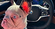 Sire is registered to the contest to win money with this photo: dog, french_bulldog, puppy, pet, animal, face, ears, wrinkles, blue_eyes, harness, car, steering_wheel, dashboard, gps, navigation, driver_seat, parked_car, street, outdoor, portrait