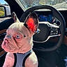 dog, french_bulldog, puppy, pet, animal, face, ears, wrinkles, blue_eyes, harness, car, steering_wheel, dashboard, gps, navigation, driver_seat, parked_car, street, outdoor, portrait