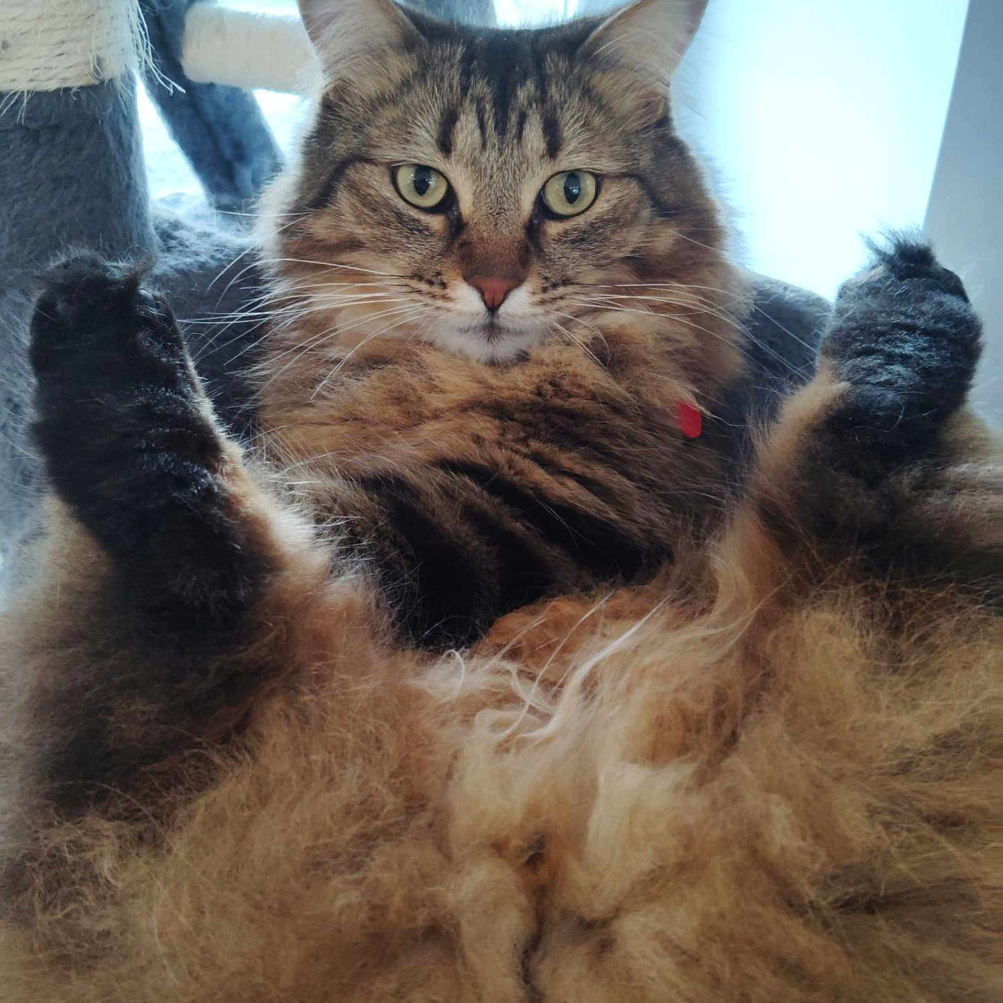 Stoofy participe au concours pour gagner de l'argent avec cette photo : abyssinian, angora, animal, brasssection, cat, couch, dye, electronics, face, furniture, head, homedecor, horn, kitten, manx, person, pet, photography, portrait, wood