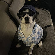 Volt participe au concours pour gagner de l'argent avec cette photo : dog, pet, clothing, sunglasses, cap, couch, indoor, black_and_white, shirt, animal, canine, portrait, sitting, cute, fashion, accessory, relaxed, home, companion, funny
