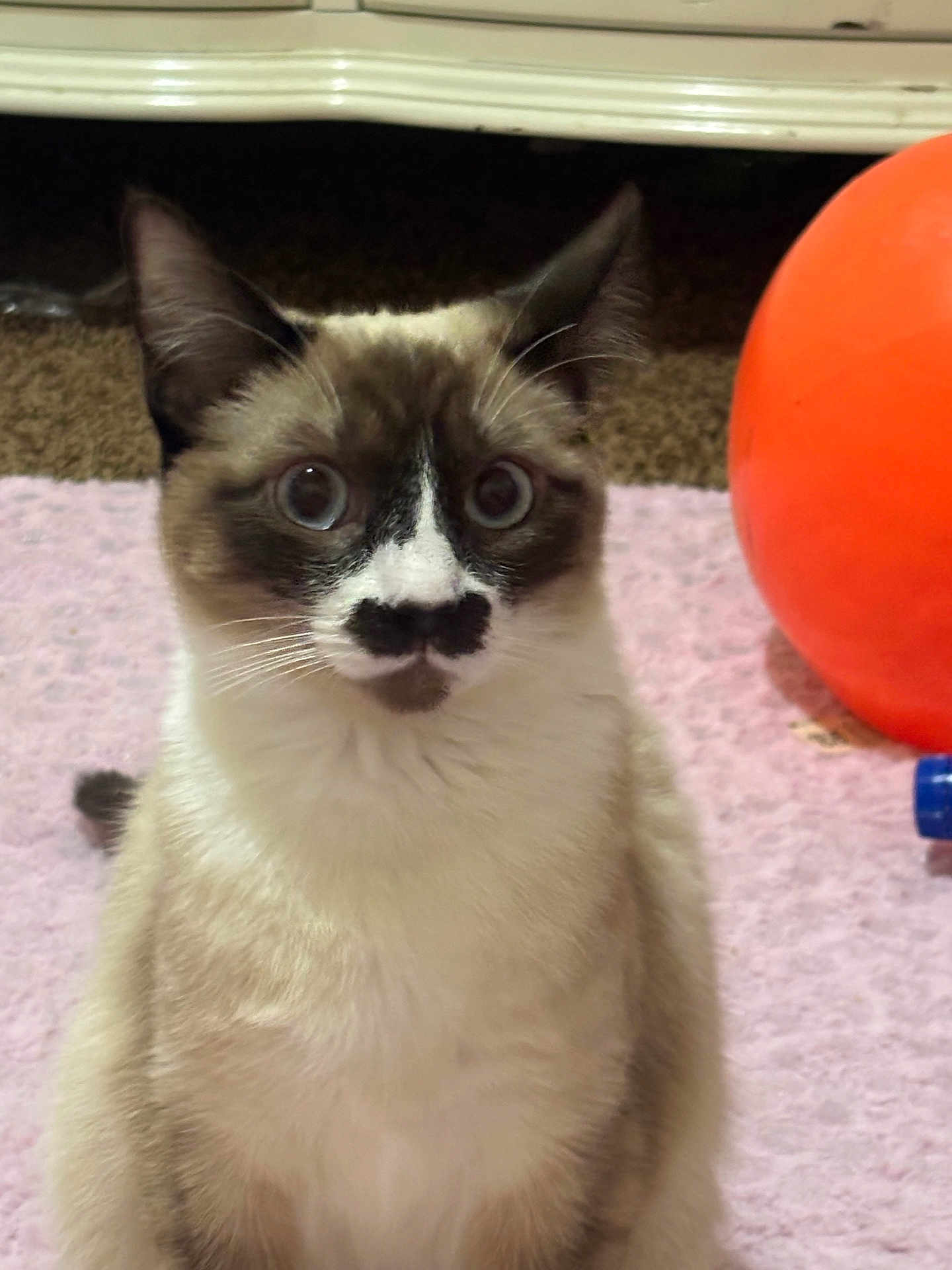 Estella Adella joined the competition — help win amazing prizes! cat, pet, feline, domestic_cat, sitting, close_up, portrait, whiskers, blue_eyes, fur, ears, indoor, rug, toy_ball, orange_ball, brown_and_white, surprised_expression, muzzle_marking, looking_at_camera, carpet