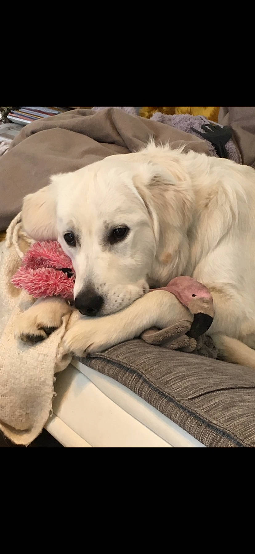 Oslow a rejoint le concours — aidez-le/la à gagner de superbes lots ! canidae, carnivore, comfort, companion_dog, dog, dog_breed, fawn, fur, happy, non_sporting_group, paw, photo_caption, puppy, retriever, selfie, snout, sporting_group, watch, whiskers, working_animal