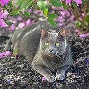 Maya joined the competition — help win amazing prizes! cat, gray_cat, flower, pink_flower, purple_flower, green_leaves, mulch, garden, outdoor, nature, animal, pet, feline, relaxed, sunlight, closeup, wildlife, bokeh, summer, flora