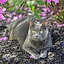 cat, gray_cat, flower, pink_flower, purple_flower, green_leaves, mulch, garden, outdoor, nature, animal, pet, feline, relaxed, sunlight, closeup, wildlife, bokeh, summer, flora