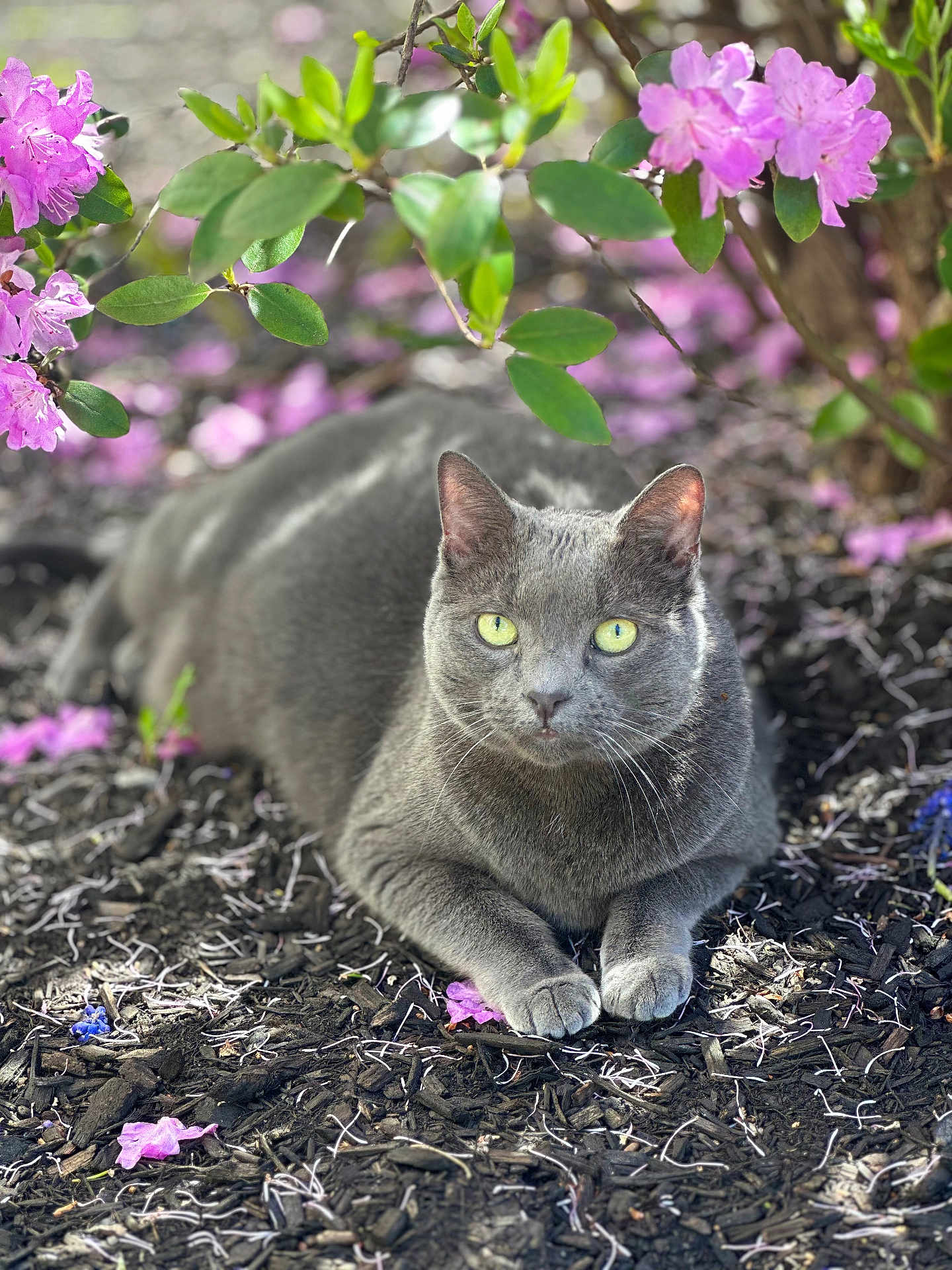 Maya joined the competition — help win amazing prizes! cat, gray_cat, flower, pink_flower, purple_flower, green_leaves, mulch, garden, outdoor, nature, animal, pet, feline, relaxed, sunlight, closeup, wildlife, bokeh, summer, flora