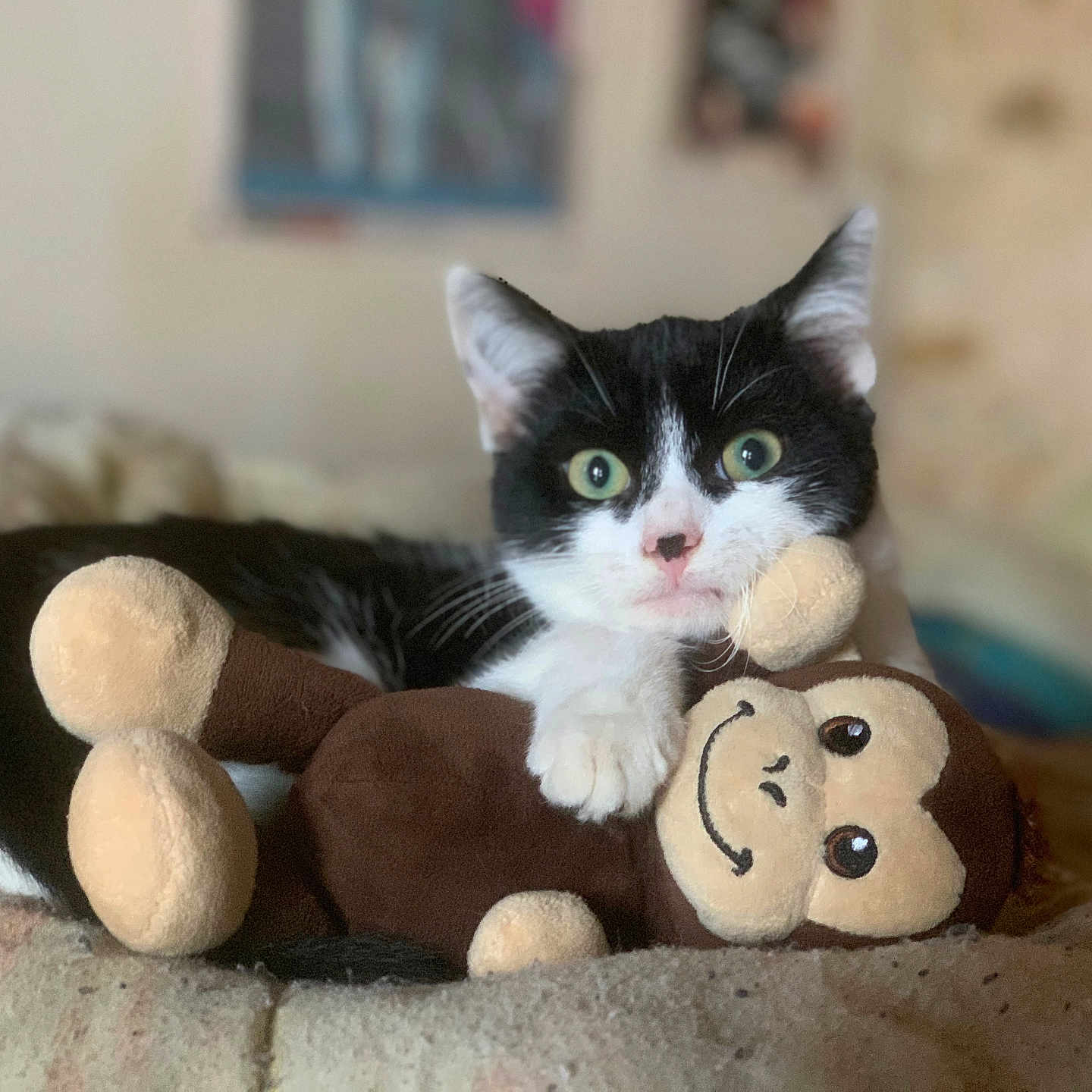 Felix a rejoint le concours — aidez-le/la à gagner de superbes lots ! abyssinian, angora, animal, blackcat, blanket, cat, couch, cushion, doll, egyptiancat, furniture, homedecor, kitten, manx, pet, plush, teddybear, toy