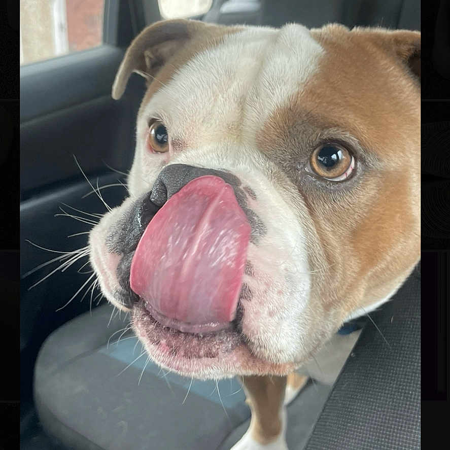 Blu is registered to the contest to win money with this photo: accessories, animal, belt, bodypart, boxer, bulldog, canine, cushion, dog, frenchbulldog, headrest, homedecor, hound, mouth, person, pet, pitbull, puppy, snout, tongue