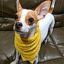 dog, small_dog, brown_and_white_dog, yellow_towel, leather_couch, pet, indoor, cute, animal, ears_up, looking_up, fur, canine, domestic_animal, alert, four_legs, tail, snout, whiskers, companionship
