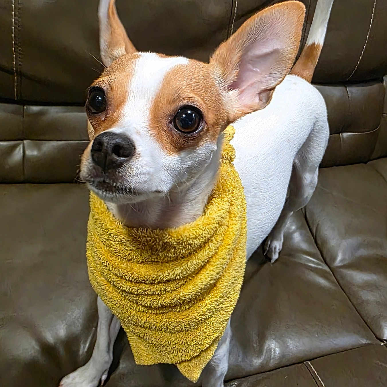 Dottie West joined the competition — help win amazing prizes! alert, animal, brown_and_white_dog, canine, companionship, cute, dog, domestic_animal, ears_up, four_legs, fur, indoor, leather_couch, looking_up, pet, small_dog, snout, tail, whiskers, yellow_towel