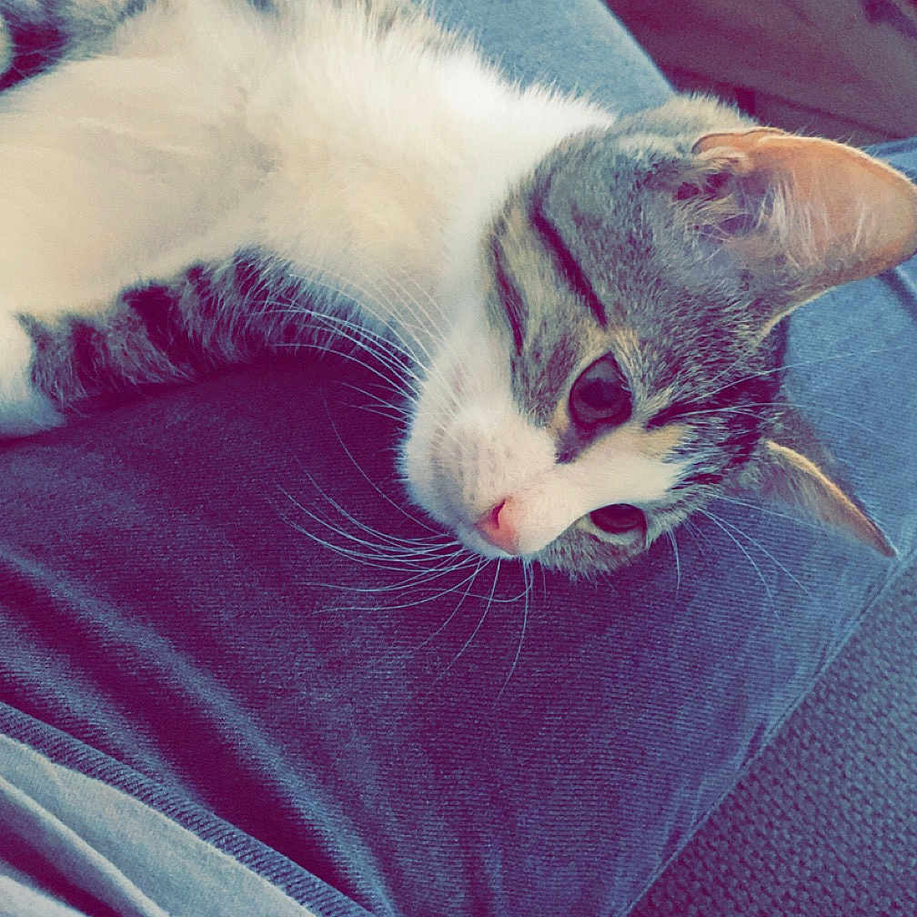 Acca participe au concours pour gagner de l'argent avec cette photo : abyssinian, animal, bed, bedroom, blanket, cat, chair, clothing, couch, cushion, furniture, homedecor, indoors, jeans, kitten, manx, pants, person, pet, sleeping