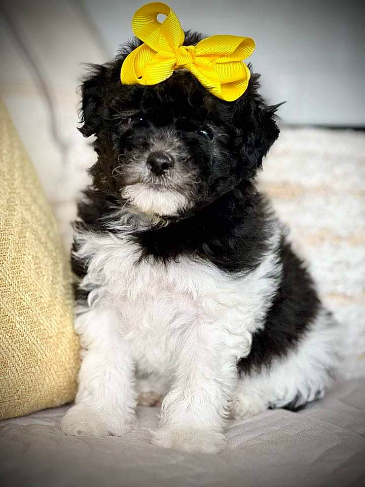 Daisy is registered to the contest to win money with this photo: bow_tie, canidae, carnivore, collar, companion_dog, curtain, dog, dog_breed, dog_collar, dog_supply, fur, maltepoo, puppy, small_terrier, snout, sporting_group, terrier, toy_dog, water_dog, working_animal