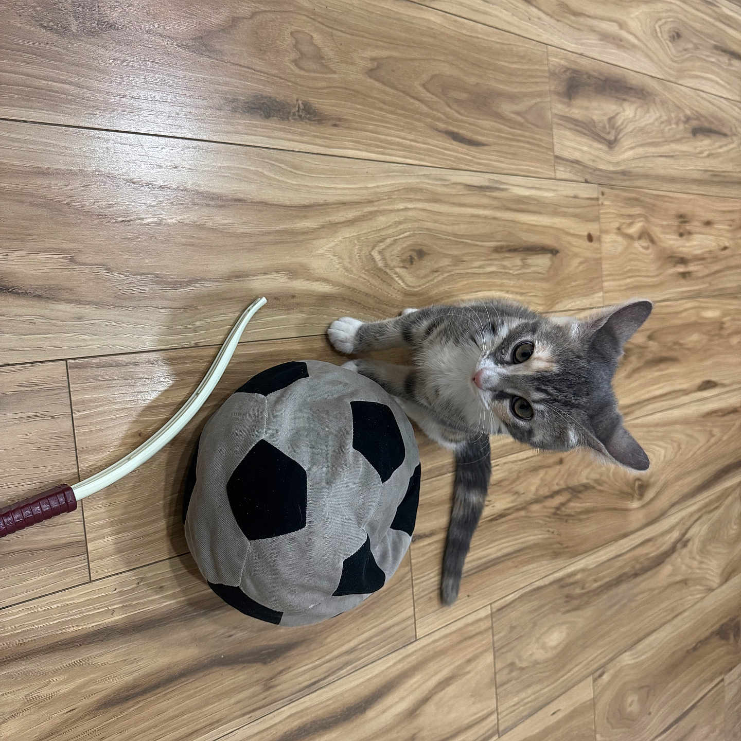 Luna joined the competition — help win amazing prizes! accessories, animal, ball, cat, football, hardwood, indoors, interiordesign, kitten, manx, pet, plywood, soccer, soccerball, sphere, sport, stainedwood, strap, tennis, wood