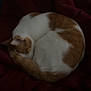 Gerald is registered to the contest to win money with this photo: cat, sleeping, curled_up, orange_and_white, blanket, indoor, cozy, resting, fur, pet, animal, soft, warm, quiet, feline, domestic, comfort, blurred, red, nap