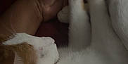 Gerald is registered to the contest to win money with this photo: cat, hand, paws, sleeping, closeup, white, orange, feline, pet, cozy, resting, fur, animal, domestic, bed, blanket, comfort, indoor, soft, gentle