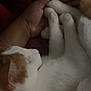 cat, hand, paws, sleeping, closeup, white, orange, feline, pet, cozy, resting, fur, animal, domestic, bed, blanket, comfort, indoor, soft, gentle