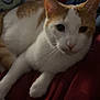 Gerald joined the competition — help win amazing prizes! cat, feline, pet, animal, white, orange, tabby, blanket, fabric, indoor, cozy, resting, whiskers, curious, cute, soft_lighting, closeup, portrait, relaxing, bedroom