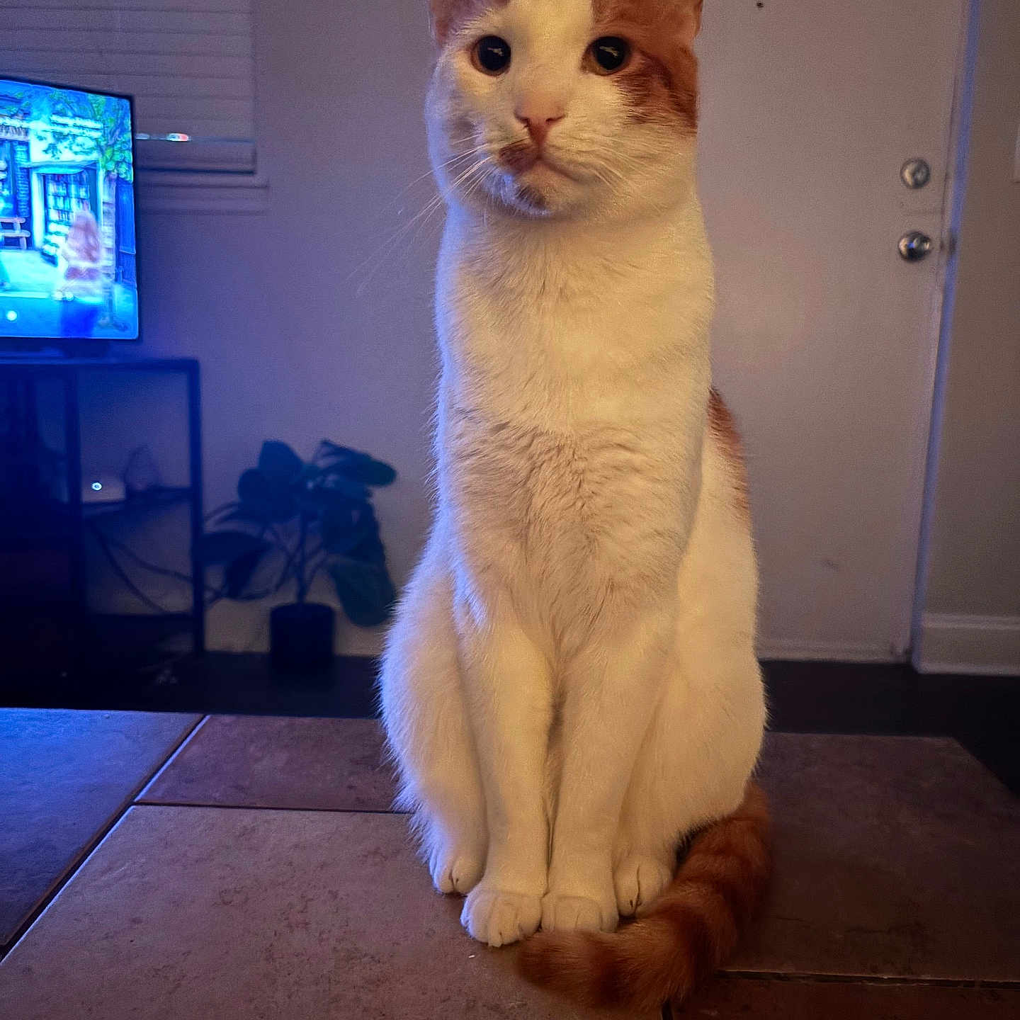 Gerald is registered to the contest to win money with this photo: animal, cat, cute, domestic, door, ears, feline, fur, indoor, living_room, orange_and_white, pet, plant, quiet, remote_control, sitting, tail, television, tile_floor, whiskers