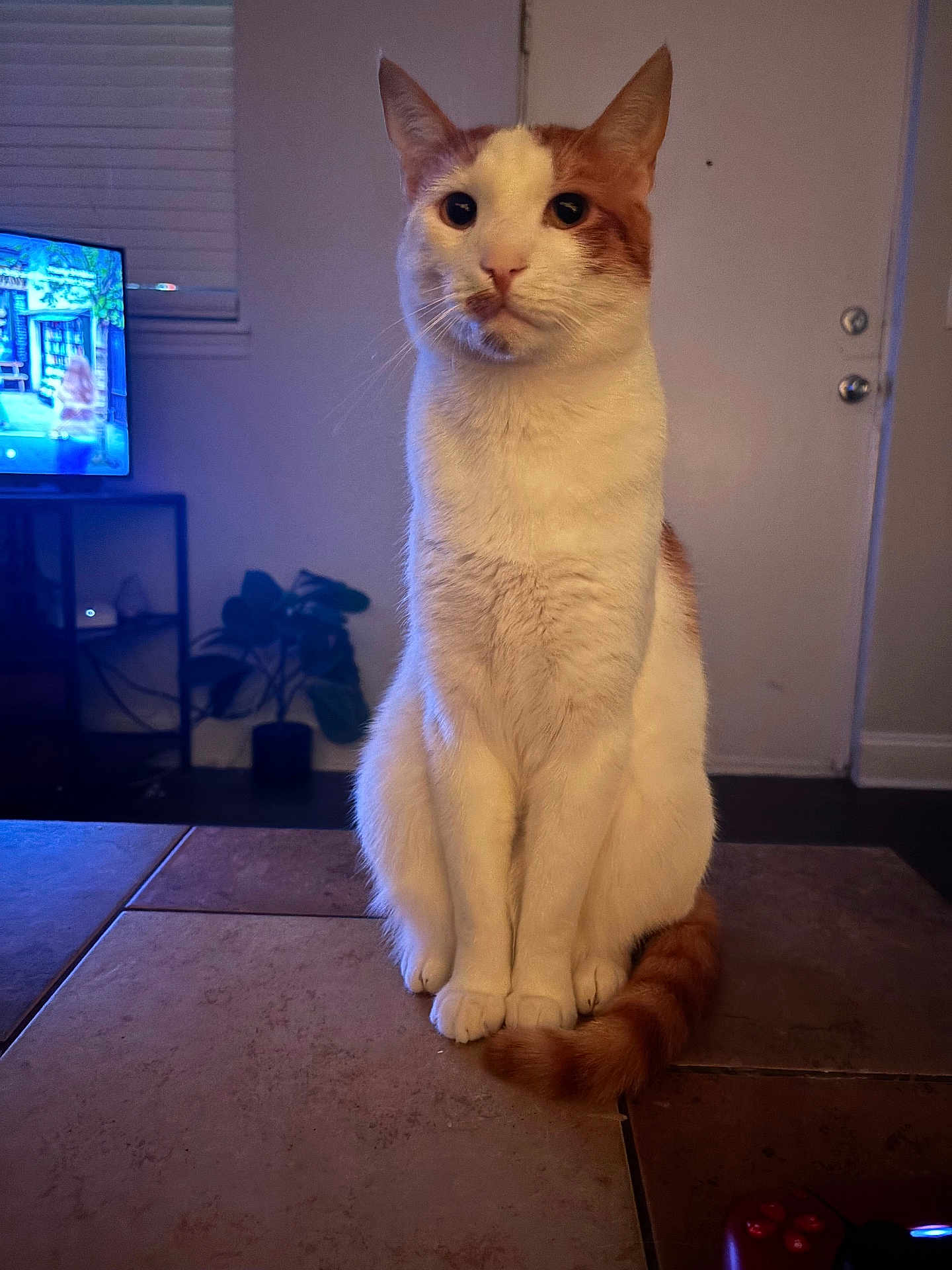 Gerald is registered to the contest to win money with this photo: cat, indoor, pet, orange_and_white, sitting, tile_floor, living_room, plant, television, remote_control, door, fur, animal, cute, whiskers, ears, tail, domestic, feline, quiet