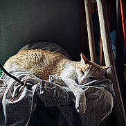 Châtaigne participe au concours pour gagner de l'argent avec cette photo : animal, blanket, calm, cat, chair, cozy, domestic, feline, home, indoor, orange_cat, pet, quiet, relaxed, resting, sleeping, soft_light, texture, white_cat, wood