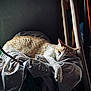 animal, blanket, calm, cat, chair, cozy, domestic, feline, home, indoor, orange_cat, pet, quiet, relaxed, resting, sleeping, soft_light, texture, white_cat, wood