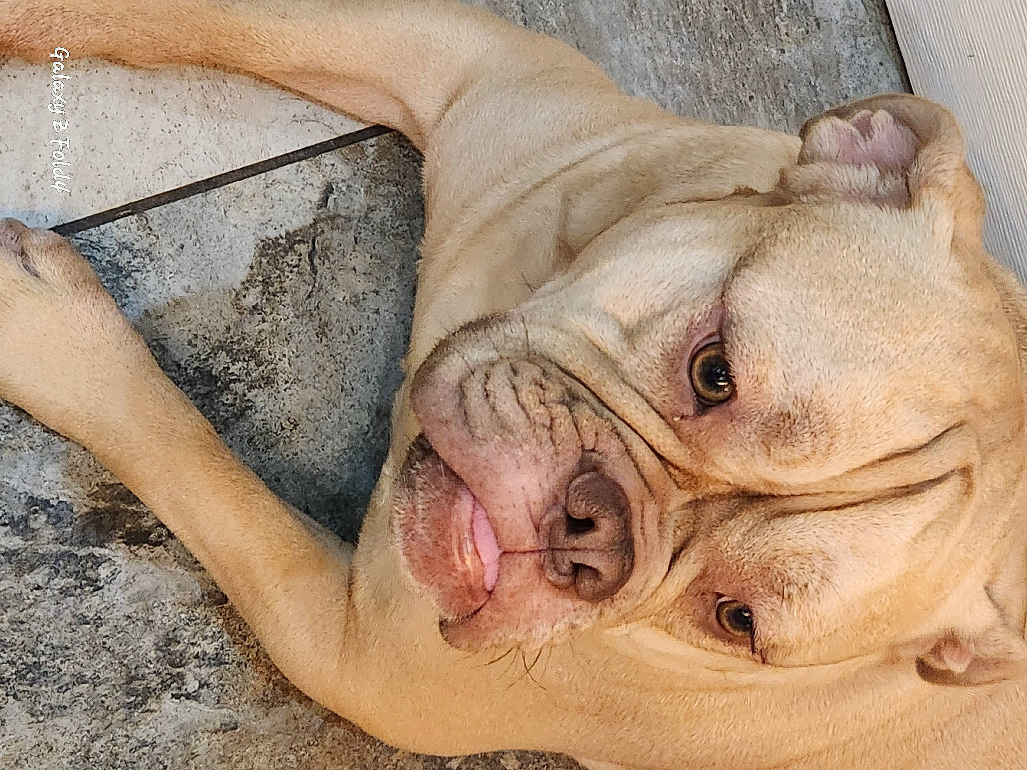 Storm joined the competition — help win amazing prizes! art, bulldog, comfort, dog_breed, fawn, flesh, foot, fur, human_leg, non_sporting_group, snout, soil, suidae, terrestrial_animal, wildlife, wrinkle