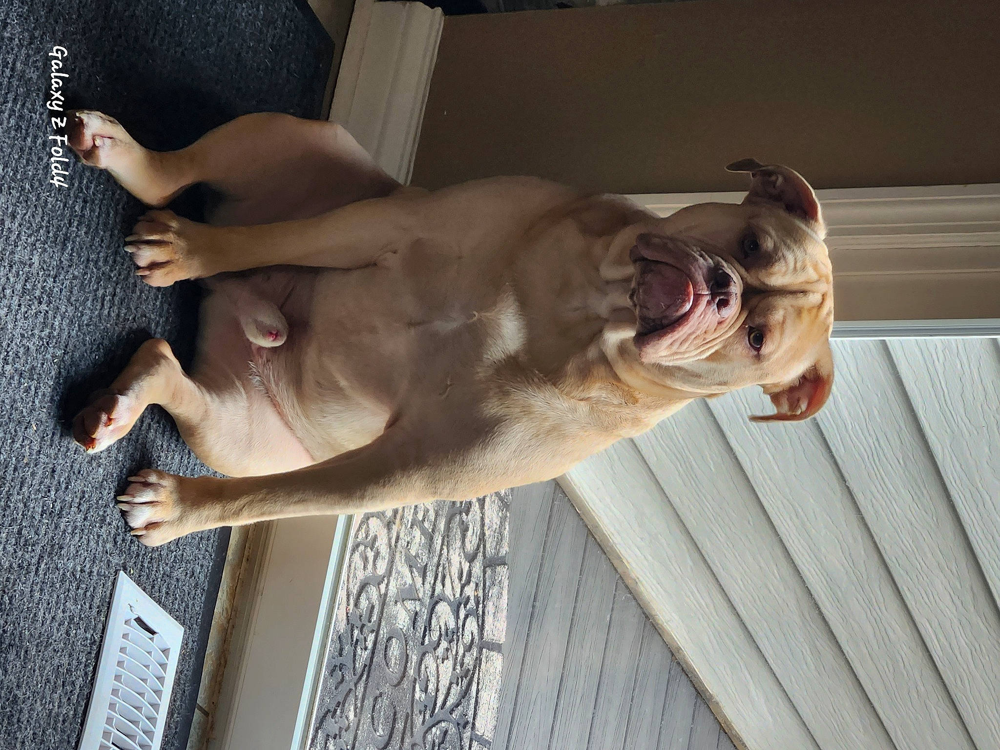 Storm joined the competition — help win amazing prizes! barechested, canidae, carnivore, chest, companion_dog, dog, dog_breed, fawn, foot, fur, guard_dog, human_leg, jaw, liver, snout, sporting_group, tail, water, wood, working_animal