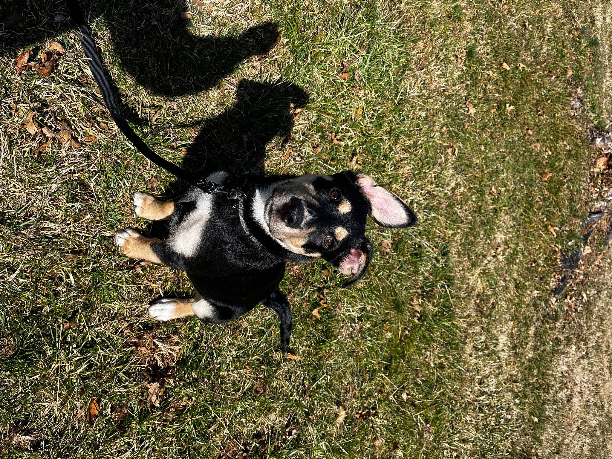 Ezra is registered to the contest to win money with this photo: art, boston_terrier, carnivore, companion_dog, dog, dog_breed, grass, groundcover, molosser, people_in_nature, plant, shadow, soil, sporting_group, tail, terrestrial_animal, tints_and_shades, toy_dog, working_animal, working_dog