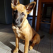 Orphée a rejoint le concours — aidez-le/la à gagner de superbes lots ! belgian_shepherd_malinois, carnivoran, dog, dog_breed, dog_breed_group, dog_like_mammal, kunming_wolfdog, snout, street_dog, vulnerable_native_breeds