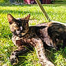 Gemini is registered to the contest to win money with this photo: animal, cat, chair_leg, closeup, daylight, feline, fur, grass, greenery, mammal, nature, outdoor, peaceful, pet, relaxing, resting, shadow, summer, sunlight, tortoiseshell_cat
