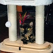Gemini joined the competition — help win amazing prizes! animal, cat, cat_tree, cozy, curious, cute, domestic, eyes, feather, feline, furniture, indoor, pet, playful, resting, scratching_post, tortoiseshell, toy, whiskers, wood