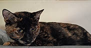 Gemini joined the competition — help win amazing prizes! animal, cat, close_up, cute, domestic_animal, ears, eyes, feline, fur, indoor, molding, muzzle, pet, portrait, relaxed, resting, soft_surface, tortoiseshell, wall, whiskers