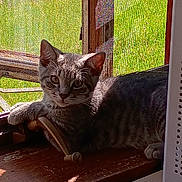 Junior joined the competition — help win amazing prizes! cat, tabby, windowsill, window, sunlight, indoor, pet, animal, resting, curious, feline, wood, screen, shadow, domestic, mammal, cute, relaxed, side_view, striped