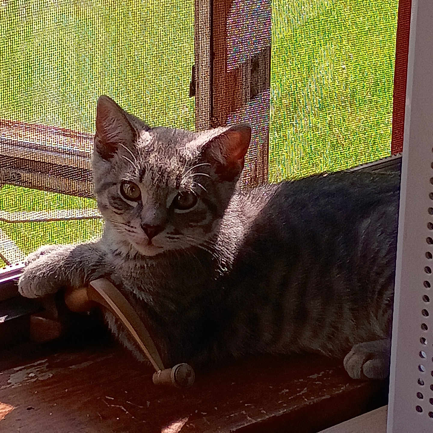 Junior