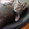 Junior is registered to the contest to win money with this photo: cat, kitten, tabby, animal, pet, feline, chair, leather, black, fur, whiskers, yellow_eyes, indoor, closeup, portrait, relaxing, curious, soft_light, blurred_background, cozy